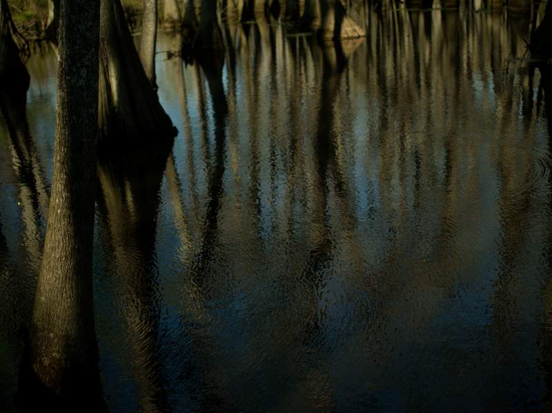 Cypress tree trunks rising out of dark swampy water with bits of the sky sneaking through and r
eflecting off the gently rippled surface